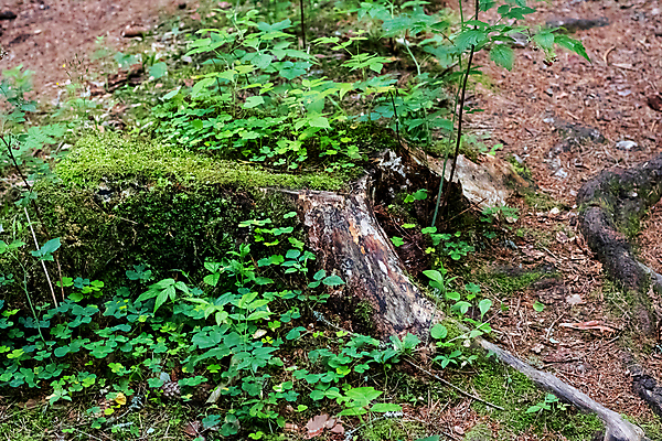 포토 JPG 해외이미지 나무 식물 여행 자연 이끼 사람없음 야외 목재 초록색 여름 갈색 환경 성장 시골 죽음 숲 큼 통나무 뿌리 나무껍질 땅바닥 썩음 옛날 해외포토 계절 컬러 재료 바닥 껍질 크기 생태계 파일형식 이미지허브
