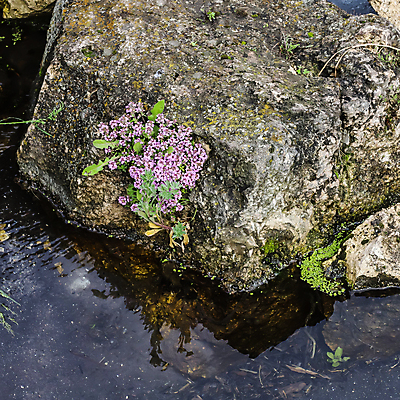 포토 JPG 해외이미지 식물 꽃 분홍색 백그라운드 잎 꽃무늬 자연 사람없음 야외 장식 초록색 컬러풀 약 환경 정원 보라색 들꽃 성장 벚꽃 개화 약초 허브 향신료 언덕 질감 라일락 내추럴 백리향 해외포토 컬러 무늬 의학 풀_식물 생태계 향미료 파일형식 이미지허브