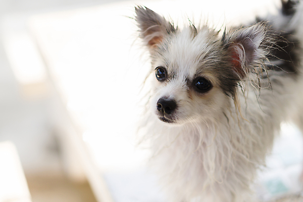 포토 JPG 해외이미지 동물 응시 행복 얼굴 백그라운드 자연 사람없음 야외 초록색 물 여름 반려동물 수영 목욕 젖음 흰색 물방울 신선 개 강아지 떨어짐 보호 래브라도리트리버 흔들림 송곳니 떨림 돌봄 동반자 충고 포메라니안 스플래쉬 해외포토 자연요소 시선 계절 감정 컬러 컨셉 포유류 모션 신체부위 청결 수상스포츠 리트리버 치아 생태계 파일형식 이미지허브