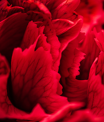 포토 JPG 해외이미지 식물 디자인 꽃잎 꽃 백그라운드 컨셉 꽃무늬 자연 추상 휴가 사랑 미술 사람없음 빨간색 컬러풀 뷰티 귀여움 환경 정원 검은색 낭만 수확 성장 벚꽃 신선 신용카드 개화 선택 카네이션 묘사 질감 복고 초대 부드러움 내추럴 해외포토 감정 컬러 무늬 농업 문화예술 금융 감각 생태계 파일형식 이미지허브