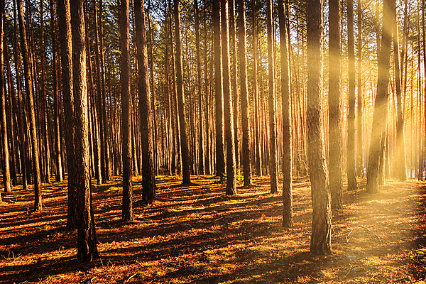 포토 JPG 해외이미지 나무 자연 사람없음 야외 햇빛 태양 일몰 숲속 숲 해외포토 자연요소 식물 노을 생태계 파일형식 이미지허브