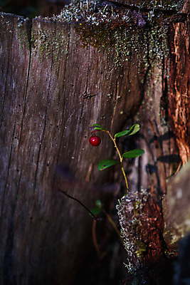 포토 JPG 해외이미지 식물 계절 열매 음식 잎 과일 자연 건강 사람없음 야외 빨간색 초록색 여름 정원 수확 신선 우아함 달콤 맛 숲 먹기 유기농 비타민 내추럴 삼림지대 숙성 시베리아 크랜베리 비건 맛있는 해외포토 웰빙 컬러 컨셉 농업 모션 생태계 영양소 채식주의자 파일형식 이미지허브