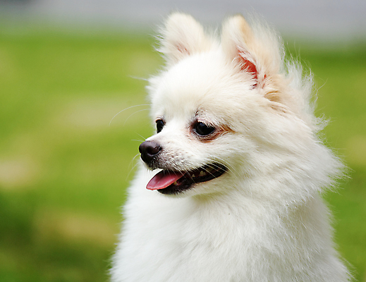 포토 JPG 해외이미지 주간 한마리 반려견 사람없음 야외 아웃포커스 산책 강아지 포메라니안 해외포토 자연요소 1 휴식 촬영기법 반려동물 개 파일형식 이미지허브