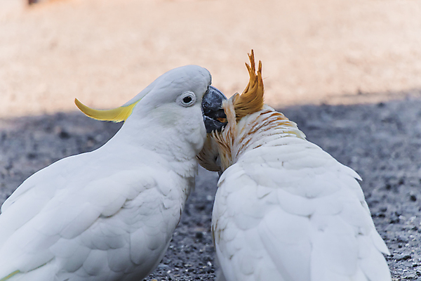 포토 JPG 해외이미지 동물 야생동물 자연 조류 사람없음 흰색 호주 깃털 파란배경 부리 해외포토 컬러 백그라운드 파란색 오세아니아 생태계 파일형식 이미지허브