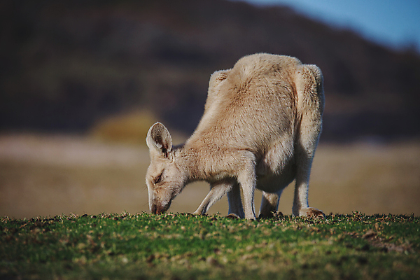 포토 JPG 해외이미지 동물 응시 공원 야생동물 여행 백그라운드 밭 포유류 가족 자연 엄마 휴가 털 사람없음 야외 빨간색 초록색 갈색 회색 흰색 아기 호주 숲 모피 캥거루 동쪽 내추럴 오지 파우치 해외포토 시선 공공시설 컬러 농업 가방 관계 사람 오세아니아 방향 생태계 파일형식 이미지허브