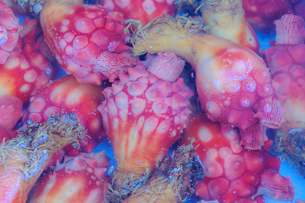 포토 JPG 해외이미지 동물 음식 바다 섬 여행 백그라운드 자연 연체동물 한국 요리 사람없음 야외 파란색 컬러풀 뷰티 수중 식사 흰색 신선 뜨거움 산호 그릴 바비큐 인도인 굽기 먹기 해산물 다이빙 인도네시아 암초 숯 깊이 수유 맛있는 해외포토 외국인 아시아 컬러 모션 주방용품 무척추동물 동양인 수영 자포동물 구이 생태계 수중스포츠 파일형식 이미지허브