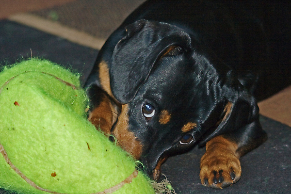 포토 JPG 해외이미지 동물 응시 얼굴 백그라운드 공 포유류 휴식 털 사람없음 빛 반려동물 머리 검은색 테니스 소시지 개 강아지 선탠 큼 테니스공 닥스훈트 사냥개 귀 사냥꾼 길이 송곳니 거짓말 고립 기르기 우울감 유래 총구 해외포토 직업 시선 감정 컬러 컨셉 신체부위 구기 테니스용품 가공식품 치아 크기 돌봄 파일형식 이미지허브