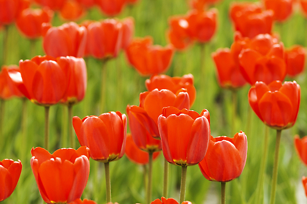 포토 JPG 해외이미지 주간 꽃밭 사람없음 야외 아웃포커스 빨간색 튤립 해외포토 자연요소 꽃 컬러 촬영기법 파일형식 이미지허브