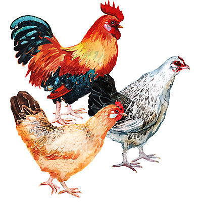 JPG 해외이미지 일러스트 세마리 사람없음 그림 수탉 암탉 해외일러스트 3 닭 암컷 수컷 파일형식 이미지허브