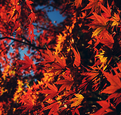 포토 JPG 해외이미지 단풍 단풍나무 사람없음 야외 아웃포커스 야간 해외포토 자연요소 나무 잎 촬영기법 파일형식 이미지허브