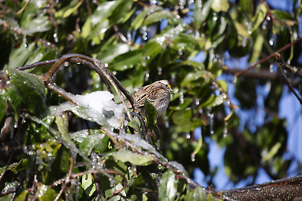 포토 JPG 해외이미지 동물 척추동물 응시 계절 야생동물 과학 겨울 날개 자연 조류 날씨 생물 앉기 사람없음 야외 갈색 환경 냉동 얼음 다양 추위 흰색 보호 12월 깃털 생물학 부리 참새 1월 계산서 내추럴 2월 동물상 생태학 해외포토 자연요소 시선 교육 컬러 다수 컨셉 모션 조형물 날짜 생태계 파일형식 이미지허브
