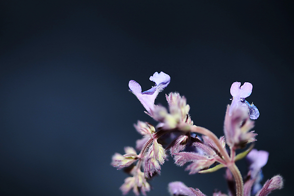 포토 JPG 해외이미지 식물 꽃 문화 음료 음식 백그라운드 잎 재료 자연 건강 요리 사람없음 목재 초록색 컬러풀 약 정원 벚꽃 흰색 시골 신선 양념 변화 약초 수집 허브 향신료 유기농 날것 아로마 향료 향 내추럴 고립 막자 세이지 해외포토 나무 웰빙 컬러 컨셉 의학 풀_식물 생태계 향기 냄새 향미료 파일형식 이미지허브