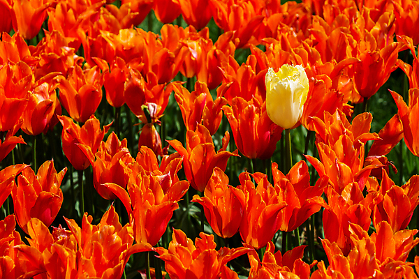 포토 JPG 해외이미지 주간 꽃밭 사람없음 야외 빨간색 노란색 튤립 해외포토 자연요소 꽃 컬러 파일형식 이미지허브