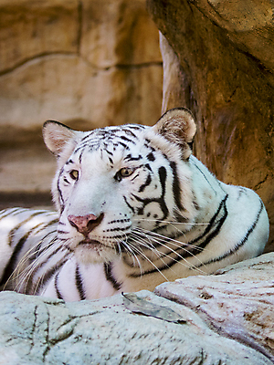 포토 JPG 해외이미지 주간 한마리 응시 야생동물 동물원 근접촬영 사람없음 야외 아웃포커스 맹수 백호 해외포토 자연요소 동물 1 시선 뷰포인트 촬영기법 호랑이 파일형식 사방신 이미지허브