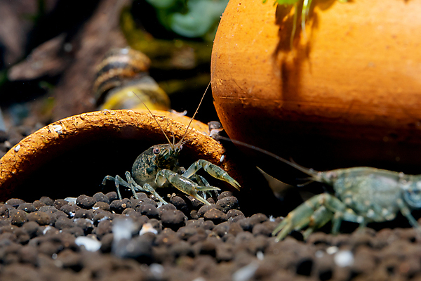 포토 JPG 해외이미지 동물 디자인 야생동물 음식 백그라운드 오렌지 자연 새우 주택 안테나 취미 사람없음 장식 물 파란색 컬러풀 수중 흙 에너지 신선 수비 동굴 둥지 작음 가재 달팽이 탱크 수족관 내추럴 기어가기 민물 발톱 해외포토 자연요소 컬러 과일 통신 모션 발 연체동물 갑각류 건물 크기 생태계 파일형식 이미지허브