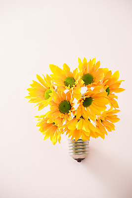 포토 JPG 해외이미지 꽃 전구 추상 아이디어 실내 사람없음 오브젝트 흰배경 해외포토 식물 백그라운드 컨셉 무늬 내부 흰색 파일형식 이미지허브