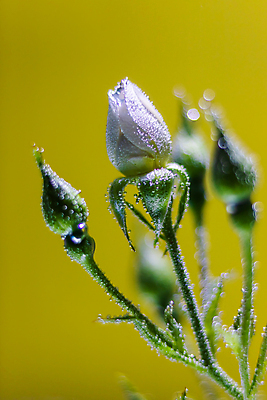 포토 JPG 해외이미지 식물 꽃잎 꽃 백그라운드 컨셉 꽃무늬 자연 추상 사랑 사람없음 초록색 물 뷰티 장미 노란색 거품 흰색 신선 최고 닫기 이슬 아래 심볼 묘사 질감 향기 내추럴 돌봄 해외포토 자연요소 감정 컬러 무늬 모션 방향 생태계 냄새 위치 파일형식 이미지허브