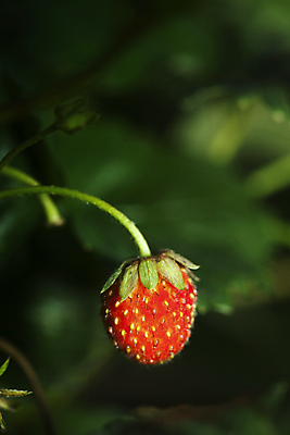 포토 JPG 해외이미지 열매 음식 백그라운드 다이어트 과일 재료 자연 딸기 디저트 건강 요리 사람없음 빨간색 초록색 컬러풀 식사 신선 닫기 달콤 맛 아침식사 먹기 오브젝트 상쾌 유기농 날것 내추럴 고립 숙성 채식주의자 맛있는 해외포토 식물 웰빙 감정 컬러 컨셉 모션 생태계 채식 파일형식 이미지허브