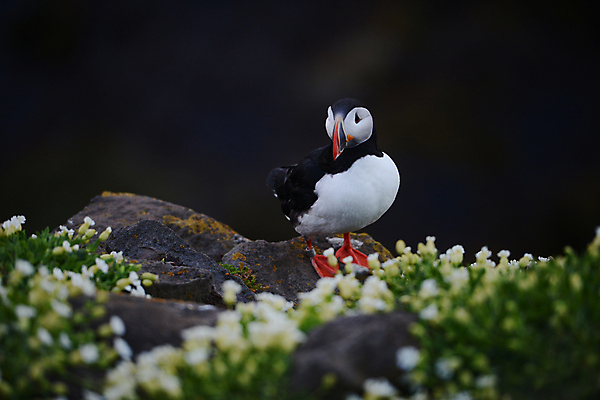 포토 JPG 해외이미지 주간 한마리 꽃 조류 사람없음 야외 소프트포커스 퍼핀 해외포토 자연요소 식물 동물 1 촬영기법 파일형식 이미지허브