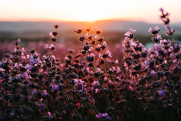 포토 JPG 해외이미지 주간 사람없음 야외 프랑스 라벤더 프로방스 해외포토 자연요소 꽃 유럽 허브 파일형식 이미지허브