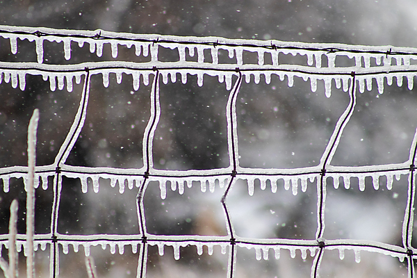 포토 JPG 해외이미지 나무 백그라운드 크리스마스 겨울 밭 자연 하늘 날씨 사람없음 야외 목재 가로 물 파란색 관광지 울타리 컬러풀 햇빛 태양 냉동 얼음 추위 프랑스 나뭇가지 신선 소 숲 서리 철사 눈보라 밭일 삼림지대 제설기 흙길 해외포토 자연요소 식물 계절 기념일 유럽 길 컬러 여행 농업 재료 포유류 눈_날씨 담장 흙 생태계 제설 파일형식 이미지허브