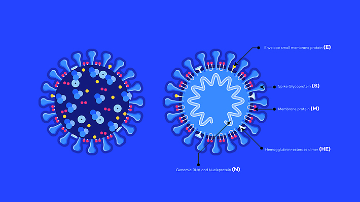 JPG 해외이미지 일러스트 사람없음 파란색 인포그래픽 사회이슈 분석 분석자료 코로나바이러스 델타변이바이러스 오미크론 해외일러스트 컬러 컨셉 자료 바이러스 파일형식 이미지허브
