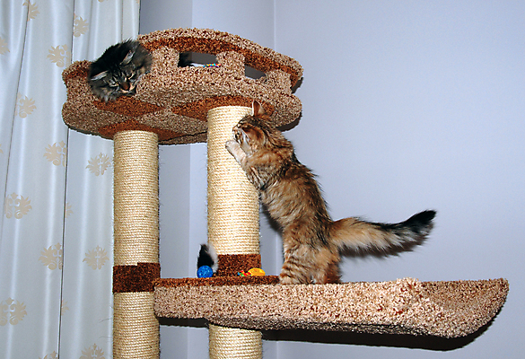 포토 JPG 해외이미지 동물 백그라운드 장난 포유류 발 자연 놀이 수염 주택 털 잔디 사람없음 야외 빨간색 초록색 파란색 반려동물 소파 달리기 노란색 고양이 줄무늬 회색 흰색 표현 닫기 꼬리 솜털 수의사 동물상 발톱 총구 해외포토 식물 컬러 무늬 의자 모션 건물 신체부위 조형물 의사 생태계 파일형식 이미지허브