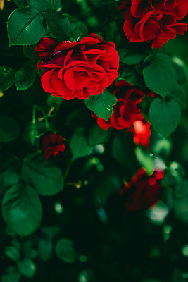 포토 JPG 해외이미지 꽃 잎 자연 사람없음 야외 빨간색 초록색 장미 해외포토 식물 컬러 생태계 파일형식 이미지허브