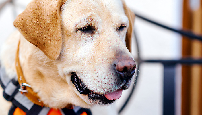 포토 JPG 해외이미지 동물 행복 새끼 포유류 놀이 털 실내 사랑 사람 사람없음 친구 반려동물 사무실 귀여움 터치 표현 비즈니스우먼 구출 닫기 개 리트리버 강아지 모피 래브라도리트리버 혀 순수 육식동물 팩 주인 송곳니 기르기 동반자 유래 해외포토 여자 감정 컨셉 비즈니스 관계 모션 내부 화장품 도움 직장인 입 치아 돌봄 파일형식 이미지허브