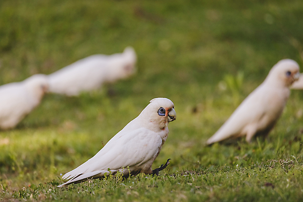 포토 JPG 해외이미지 식물 동물 야생동물 백그라운드 자연 조류 사람없음 초록색 파란색 갈색 환경 흰색 나뭇가지 호주 깃털 부리 앵무새 갈기 계산서 내추럴 해외포토 나무 컬러 오세아니아 생태계 파일형식 이미지허브