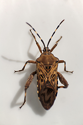 포토 JPG 해외이미지 동물 야생동물 줄기 곤충 백그라운드 잎 절지류 오렌지 자연 안테나 종류 사람없음 야외 초록색 갈색 정원 검은색 침묵 닫기 확대 해충 벌레 핥기 작음 딱정벌레 묘사 생물학 날카로움 악취 내추럴 고립 동물상 해외포토 식물 교육 컬러 과일 통신 모션 조형물 소리 크기 생태계 냄새 파일형식 이미지허브