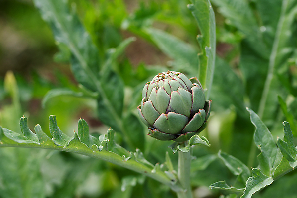 포토 JPG 해외이미지 식물 음식 백그라운드 잎 밭 농업 다이어트 채소 재료 자연 건강 요리 사람없음 초록색 뷰티 머리 정원 봄 수확 성장 벚꽃 신선 약초 허브 유기농 원예 엉겅퀴 건강식 내추럴 고립 바이오 숙성 식용 영원 채식주의자 해외포토 웰빙 계절 꽃 산업 컬러 취미 신체부위 풀_식물 생태계 채식 파일형식 이미지허브