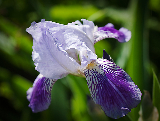포토 JPG 해외이미지 식물 1 계절 꽃잎 꽃 백그라운드 잎 꽃무늬 패턴 자연 사람없음 장식 초록색 파란색 뷰티 정원 맑음 봄 촉촉함 흰색 개화 제비꽃 만족 화단 붓꽃 넘어짐 해외포토 감정 컬러 무늬 모션 날씨 젖음 생태계 파일형식 이미지허브