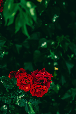 포토 JPG 해외이미지 꽃 잎 자연 사람없음 야외 빨간색 초록색 장미 해외포토 식물 컬러 생태계 파일형식 이미지허브