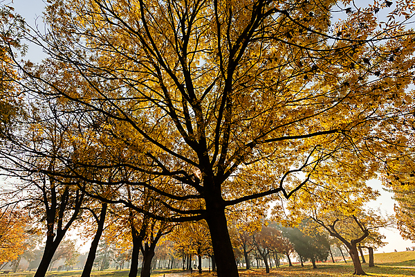 포토 JPG 해외이미지 나무 공원 도로 길 백그라운드 잎 오렌지 자연 풍경 사람없음 야외 빨간색 초록색 컬러풀 뷰티 노란색 평화 걷기 환경 하이킹 가을 나뭇가지 황금 숲 속도 10월 화창 해외포토 식물 계절 공공시설 컬러 컨셉 과일 교통시설 모션 레저 날씨 날짜 생태계 파일형식 이미지허브