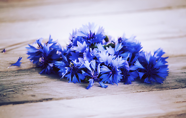 포토 JPG 해외이미지 식물 계절 꽃 꽃무늬 밭 자연 국화 사람없음 야외 파란색 컬러풀 뷰티 정원 봄 벚꽃 흰색 시골 개화 허브 데이지 수레국화 해외포토 컬러 무늬 농업 생태계 파일형식 이미지허브