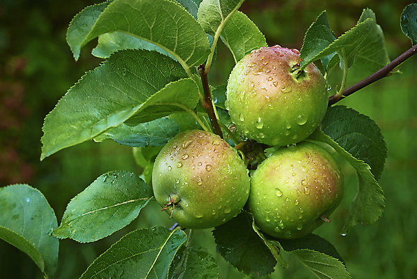 포토 JPG 해외이미지 나무 식물 계절 음식 잎 농업 과일 자연 건강 3 사람없음 야외 가로 초록색 여름 농작물 농장 농경지 정원 식사 젖음 수확 성장 껍질 가을 나뭇가지 시간 닫기 선택 떨어짐 사과 작음 묘사 유기농 원예 내추럴 숙성 채식주의자 맛있는 해외포토 웰빙 산업 컬러 컨셉 모션 취미 크기 생태계 채식 파일형식 이미지허브