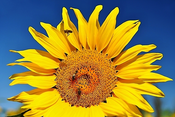 포토 JPG 해외이미지 주간 하늘 해바라기 세마리 사람없음 야외 아웃포커스 해외포토 자연요소 꽃 촬영기법 3 파일형식 이미지허브