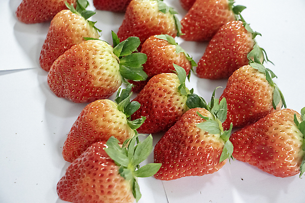 포토 JPG 해외이미지 음식 채소 과일 사람없음 망고 국산 해외포토 열대과일 파일형식 이미지허브