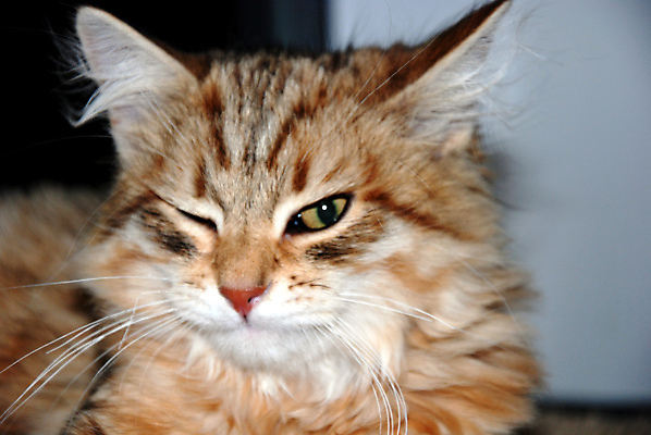 포토 JPG 해외이미지 동물 백그라운드 잎 포유류 발 자연 수염 주택 털 사람없음 야외 빨간색 초록색 파란색 반려동물 달리기 머리 점프 고양이 줄무늬 산책 회색 흰색 표현 모피 꼬리 솜털 동물상 발톱 해외포토 식물 컬러 무늬 모션 휴식 건물 신체부위 조형물 생태계 파일형식 이미지허브