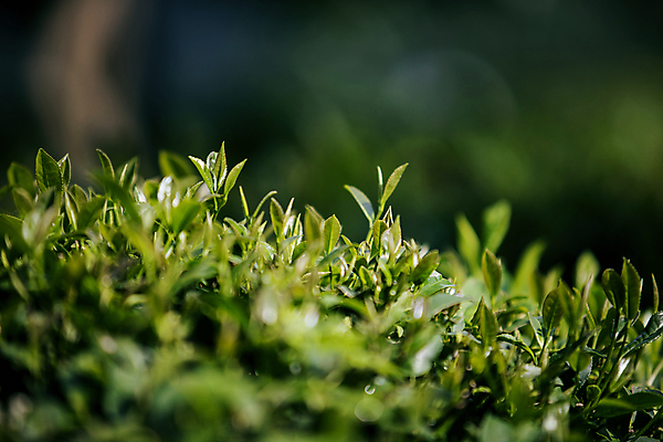 포토 JPG 해외이미지 지붕 굴뚝 사람없음 안개 숲 난로 삼림지대 해외포토 날씨 난방기 파일형식 이미지허브