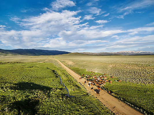 포토 JPG 해외이미지 동물 도로 안테나 풍경 초원 사람없음 초록색 여름 계곡 개울 소 주식 배수구 콜로라도 흙길 해외포토 계절 길 컬러 통신 포유류 교통시설 금융 강 미국 흙 파일형식 이미지허브