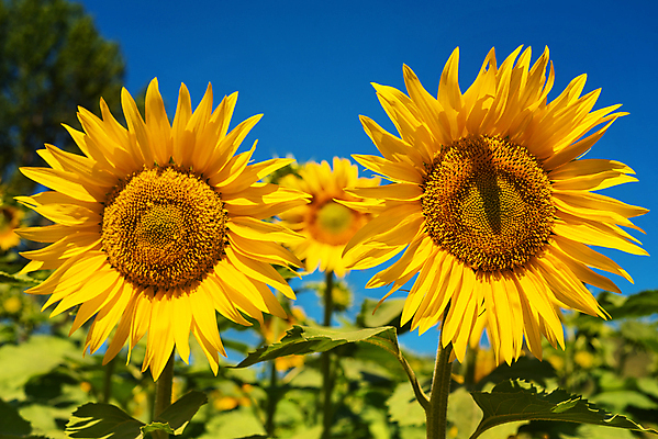 포토 JPG 해외이미지 주간 줄기 잎 꽃밭 해바라기 그림자 사람없음 야외 아웃포커스 해외포토 자연요소 식물 꽃 촬영기법 파일형식 이미지허브