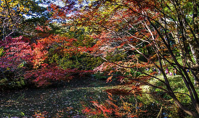 포토 JPG 해외이미지 주간 단풍 단풍나무 사람없음 야외 해외포토 자연요소 나무 잎 파일형식 이미지허브