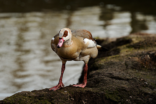 포토 JPG 해외이미지 동물 계절 공원 유럽 호수 야생동물 날개 오렌지 자연 조류 오리 동물원 사람없음 야외 물 여름 강 컬러풀 머리 환경 수영 흰색 신선 닫기 깃털 사냥 부리 물새 내추럴 해외포토 자연요소 공공시설 나라 컬러 과일 모션 신체부위 수상스포츠 생태계 파일형식 이미지허브