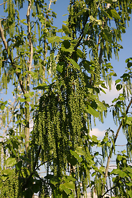 포토 JPG 해외이미지 구름 꽃 자연 하늘 사람없음 초록색 여름 파란색 봄 나뭇가지 개화 자작나무 해외포토 자연요소 나무 식물 계절 컬러 생태계 파일형식 이미지허브