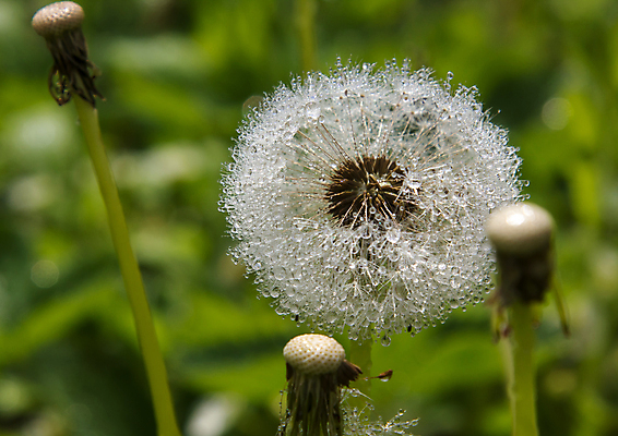포토 JPG 해외이미지 주간 자연 사람없음 야외 아웃포커스 물방울 소프트포커스 이슬 민들레 민들레홀씨 해외포토 자연요소 꽃 촬영기법 생태계 파일형식 이미지허브