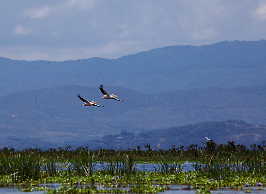 포토 JPG 해외이미지 구름 야생동물 분홍색 여행 날개 아프리카 자연 조류 하늘 휴가 갈대 풍경 성인 사람없음 검은색 힘 흰색 사파리 깃털 언덕 부리 케냐 계산서 단아함 파우치 해외포토 자연요소 식물 동물 나라 컬러 가방 사람 생태계 파일형식 이미지허브