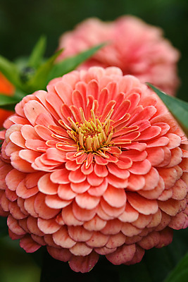 포토 JPG 해외이미지 식물 구름 꽃잎 꽃 분홍색 백그라운드 잎 꽃무늬 오렌지 자연 국화 사람없음 야외 장식 빨간색 초록색 여름 컬러풀 뷰티 정원 보라색 봄 벚꽃 흰색 신선 개화 닫기 원예 내추럴 해외포토 자연요소 계절 컬러 무늬 과일 모션 취미 생태계 파일형식 이미지허브