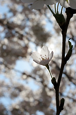 포토 JPG 해외이미지 나무 식물 계절 꽃 분홍색 과일 자연 휴식 부활절 풍경 사람없음 장식 햇빛 뷰티 장미 정원 보라색 봄 펼침 성장 벚꽃 흰색 나뭇가지 신선 개화 작음 순수 명상 속도 시작 부드러움 천국 처음 많음 해외포토 기념일 컬러 컨셉 모션 태양 감각 크기 생태계 파일형식 이미지허브